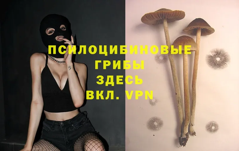 купить закладку  Гурьевск  Псилоцибиновые грибы Magic Shrooms 